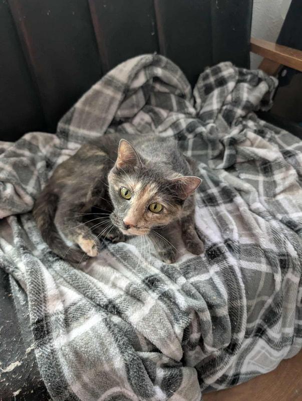 Libby (ask to meet me!), Adult Female Domestic Short Hair