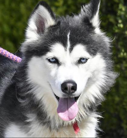 Enlarge Barbie, a Adopted Alaskan Malamute in Huntington Beach, CA image 1/3