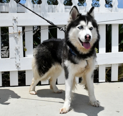 Enlarge Barbie, a Adopted Alaskan Malamute in Huntington Beach, CA image 3/3
