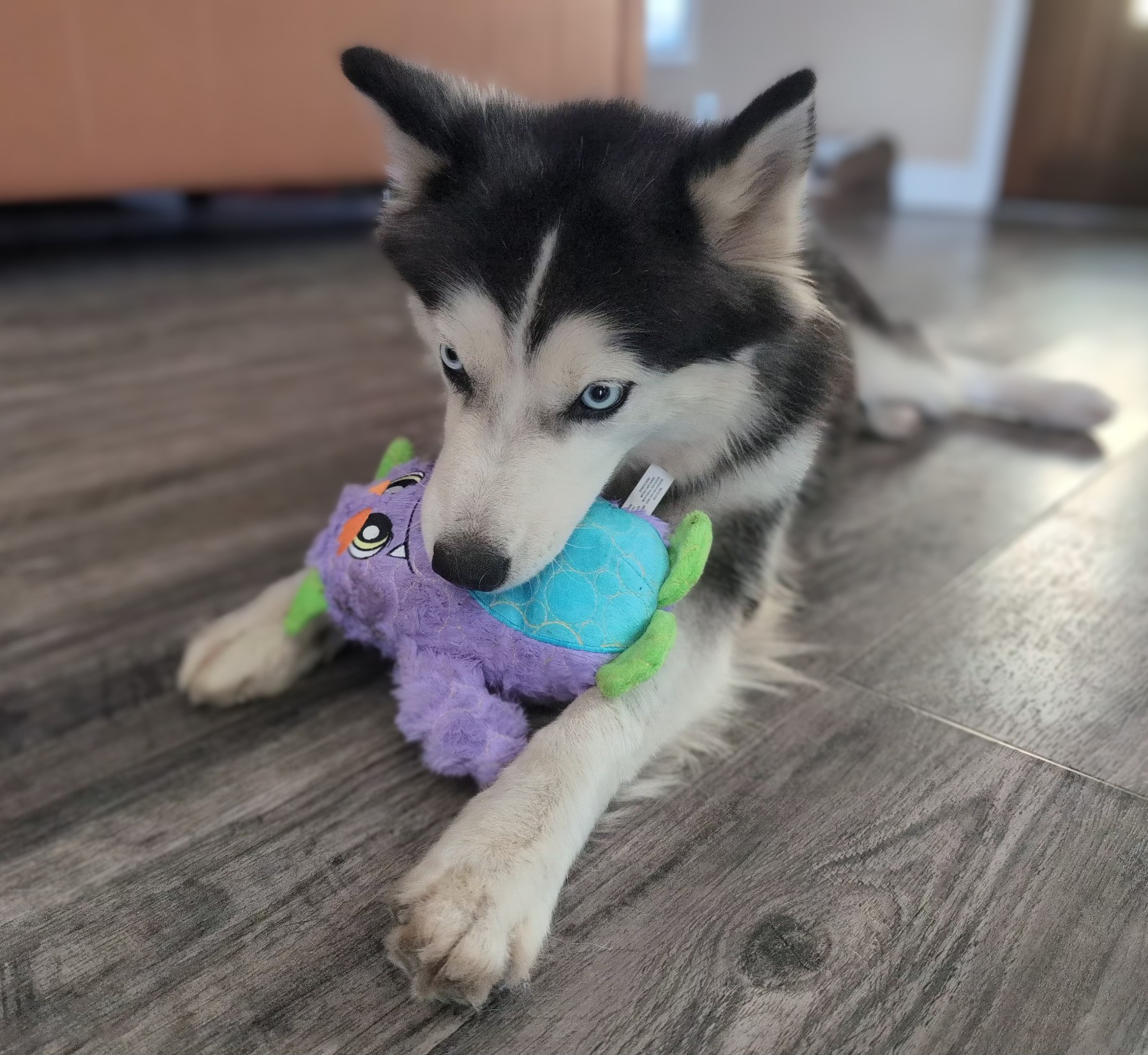 Enlarge Barbie, a Adopted Alaskan Malamute in Huntington Beach, CA image 2/3
