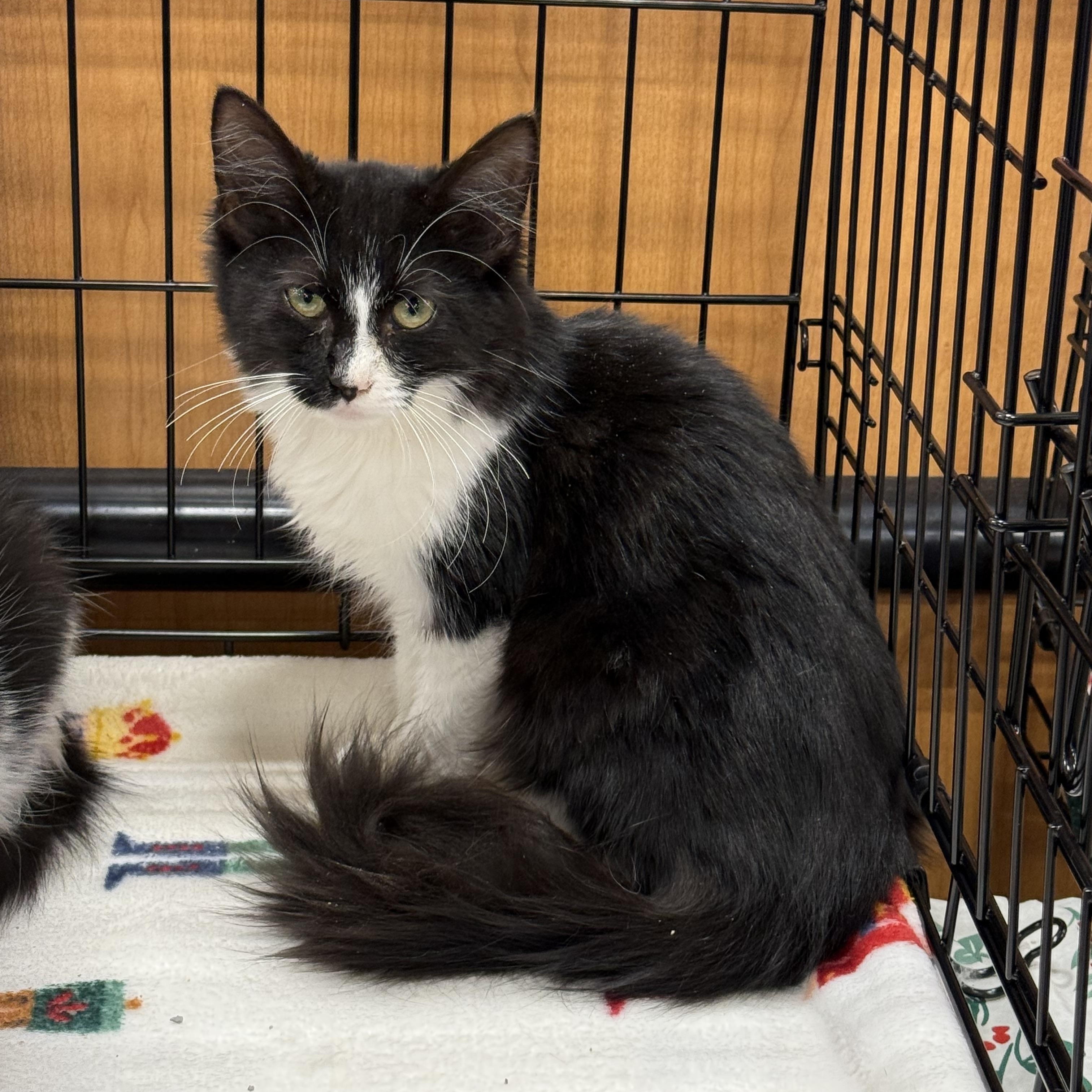 Bonnie, Adoptable, Kitten Female Domestic Medium Hair.
