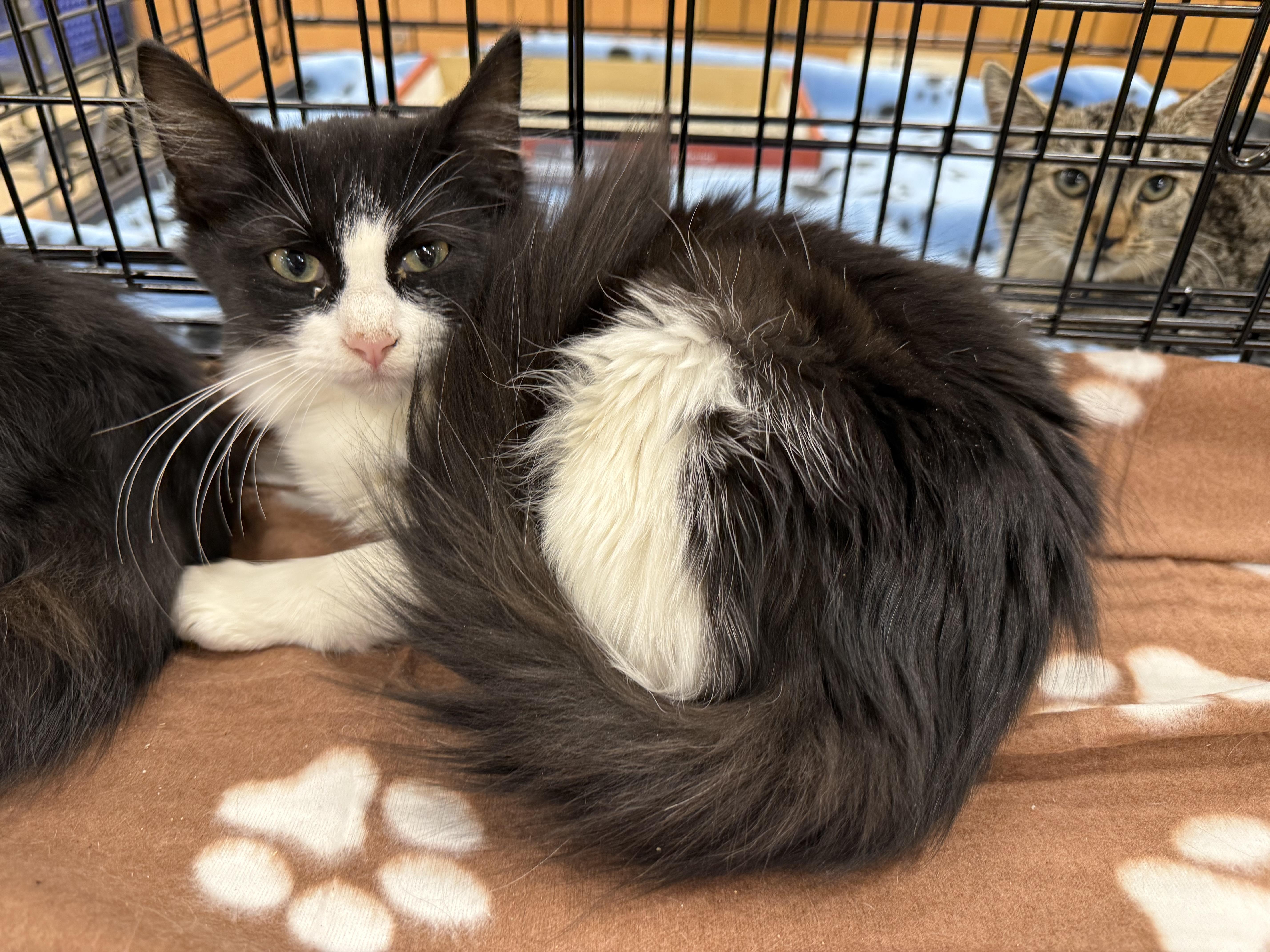 Enlarge Bonnie, a Adoptable Domestic Medium Hair in New Port Richey, FL image 2/3