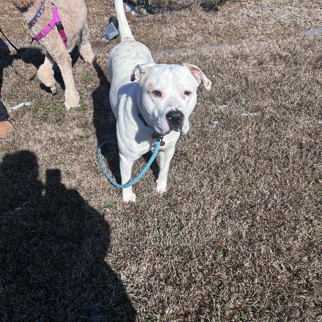 Enlarge Chuba @ Foster, a Adoptable Mixed Breed in Summerville, SC image 2/5