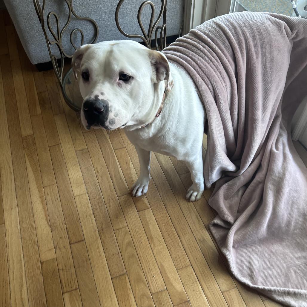 Enlarge Chuba @ Foster, a Adoptable Mixed Breed in Summerville, SC image 3/5