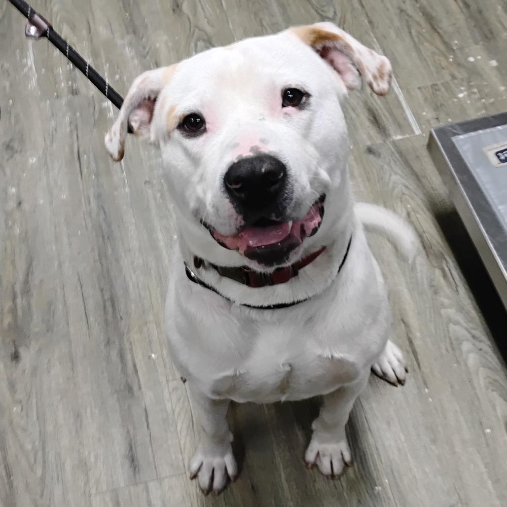 Enlarge Chuba @ Foster, a Adoptable Mixed Breed in Summerville, SC image 4/5