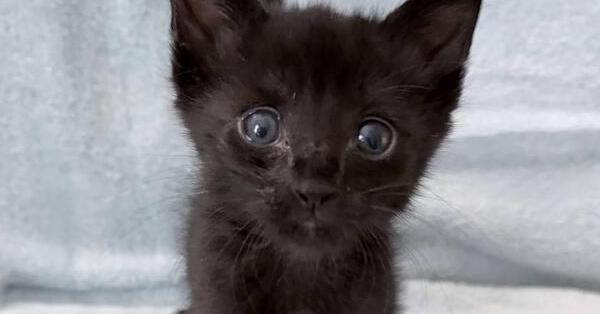 Bender., Adoptable, Kitten Male Domestic Short Hair.