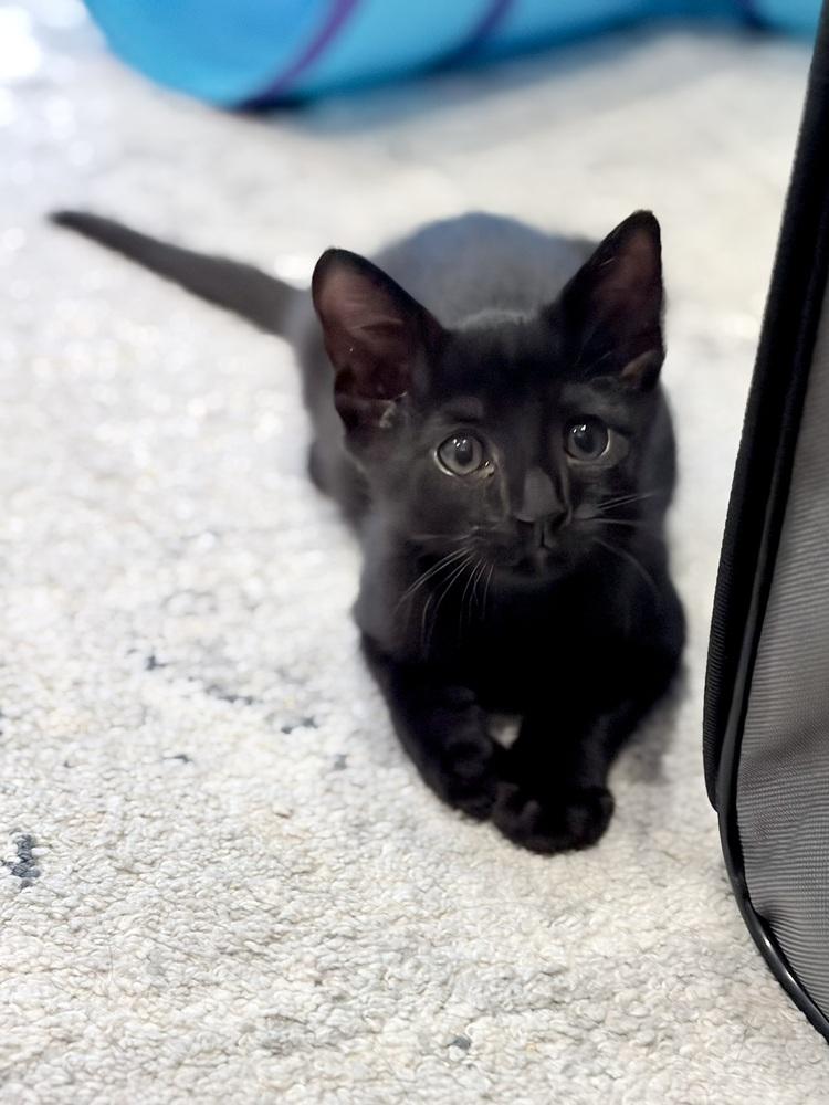 Bender., a Adoptable Domestic Short Hair in Pacifica, CA image 2/6