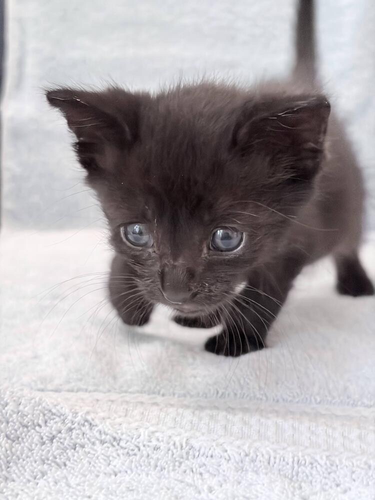 Bender., a Adoptable Domestic Short Hair in Pacifica, CA image 2/6