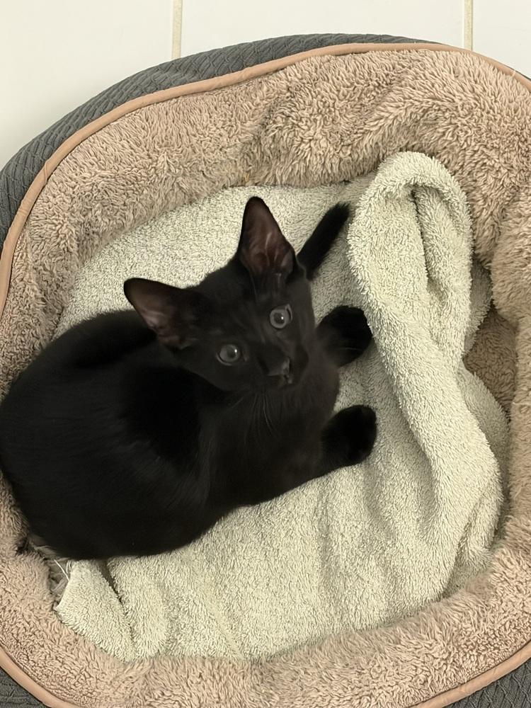 Bender., a Adoptable Domestic Short Hair in Pacifica, CA image 3/6