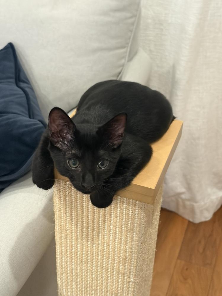 Bender., a Adoptable Domestic Short Hair in Pacifica, CA image 4/6
