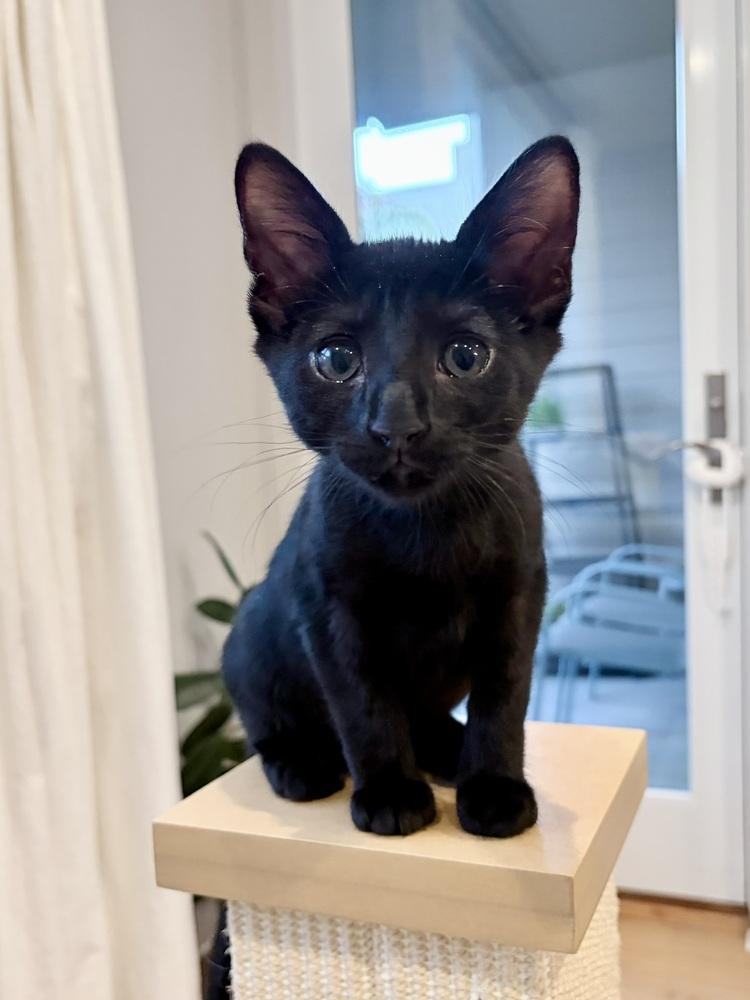 Bender., a Adoptable Domestic Short Hair in Pacifica, CA image 5/6