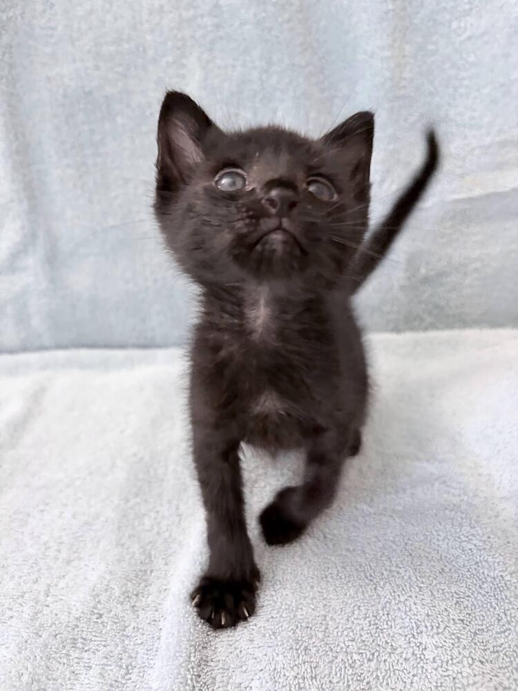 Bender., a Adoptable Domestic Short Hair in Pacifica, CA image 4/6