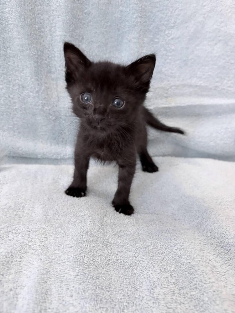 Bender., a Adoptable Domestic Short Hair in Pacifica, CA image 5/6