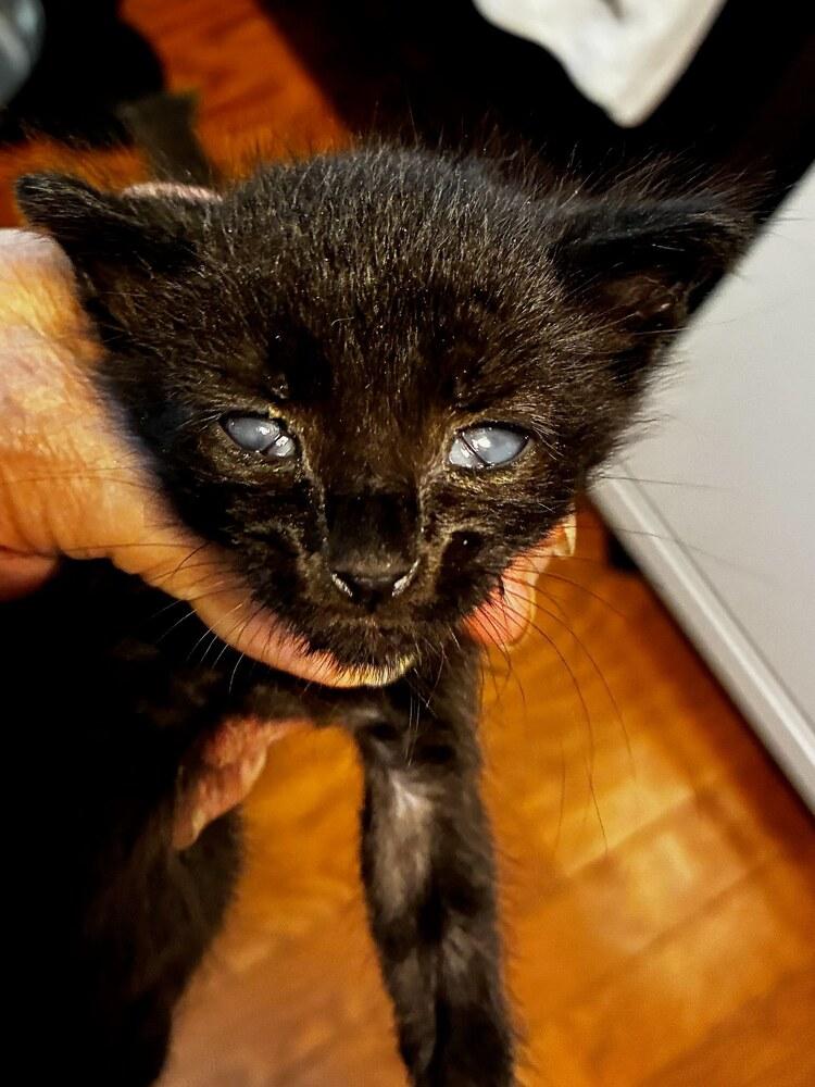 Bender., a Adoptable Domestic Short Hair in Pacifica, CA image 6/6