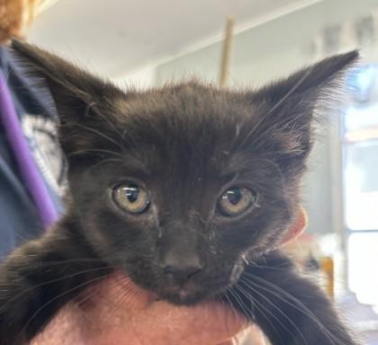 Enlarge Deanary, a Adoptable Domestic Short Hair in West Memphis, AR image 1/1