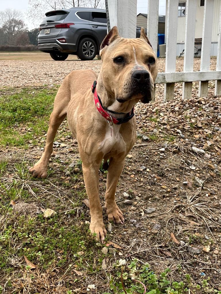 Glory, Adoptable, Adult Female Mixed Breed & Cane Corso.