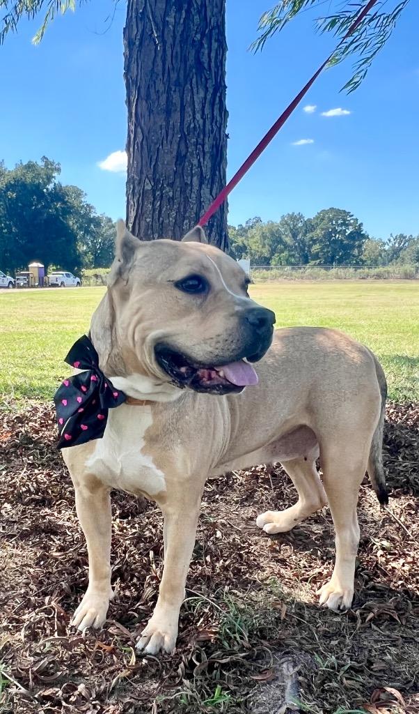 Enlarge Glory, a Adoptable mixed breed in Saint Francisville, LA image 2/6