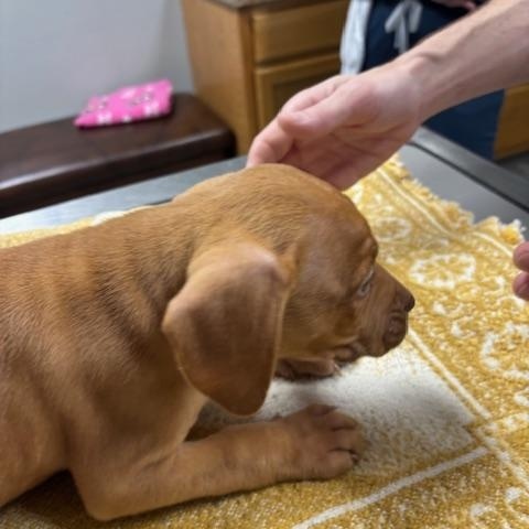 Sneezy ( The 7 Dwarf Litter), an adopted mixed breed in Bedminster, NJ image 4/6