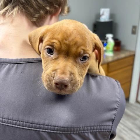 Sneezy ( The 7 Dwarf Litter), an adopted mixed breed in Bedminster, NJ image 1/6