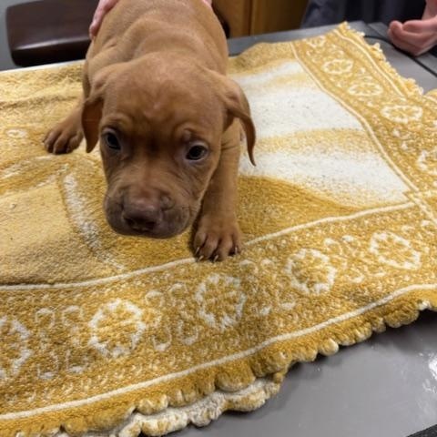 Sneezy ( The 7 Dwarf Litter), an adopted mixed breed in Bedminster, NJ image 3/6