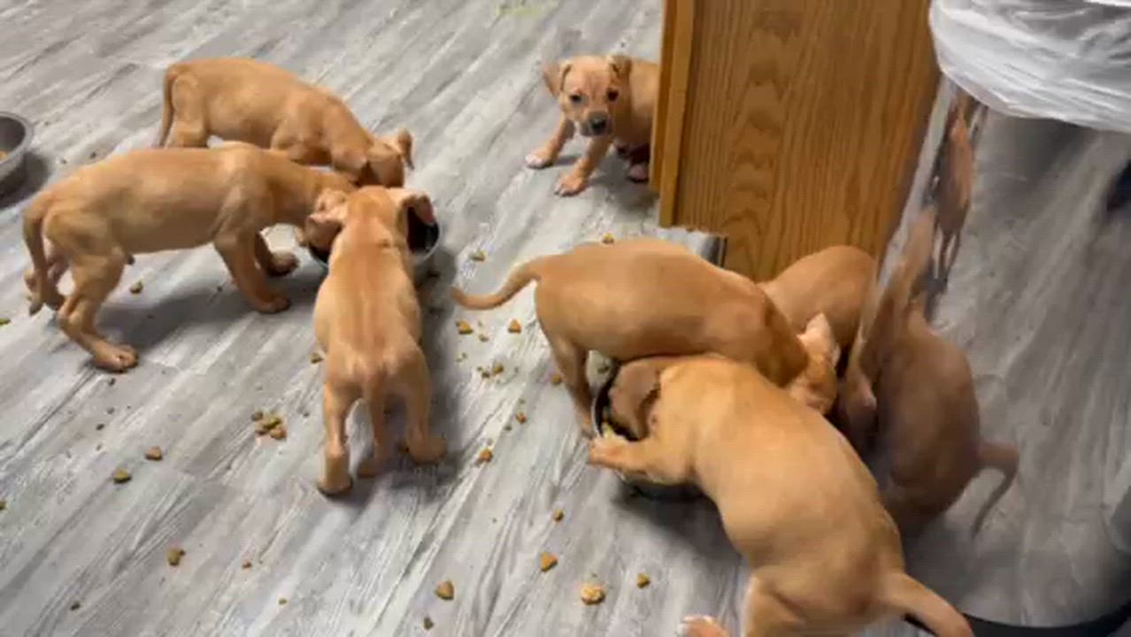 Enlarge Sneezy ( The 7 Dwarf Litter), an adopted mixed breed in  Bedminster, NJ video 5/6