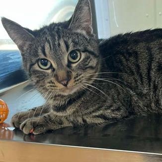Tessa, adopted, Young Female Tabby.