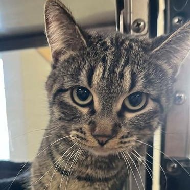 Enlarge Tessa, an adopted Tabby in Minneapolis, MN image 2/2