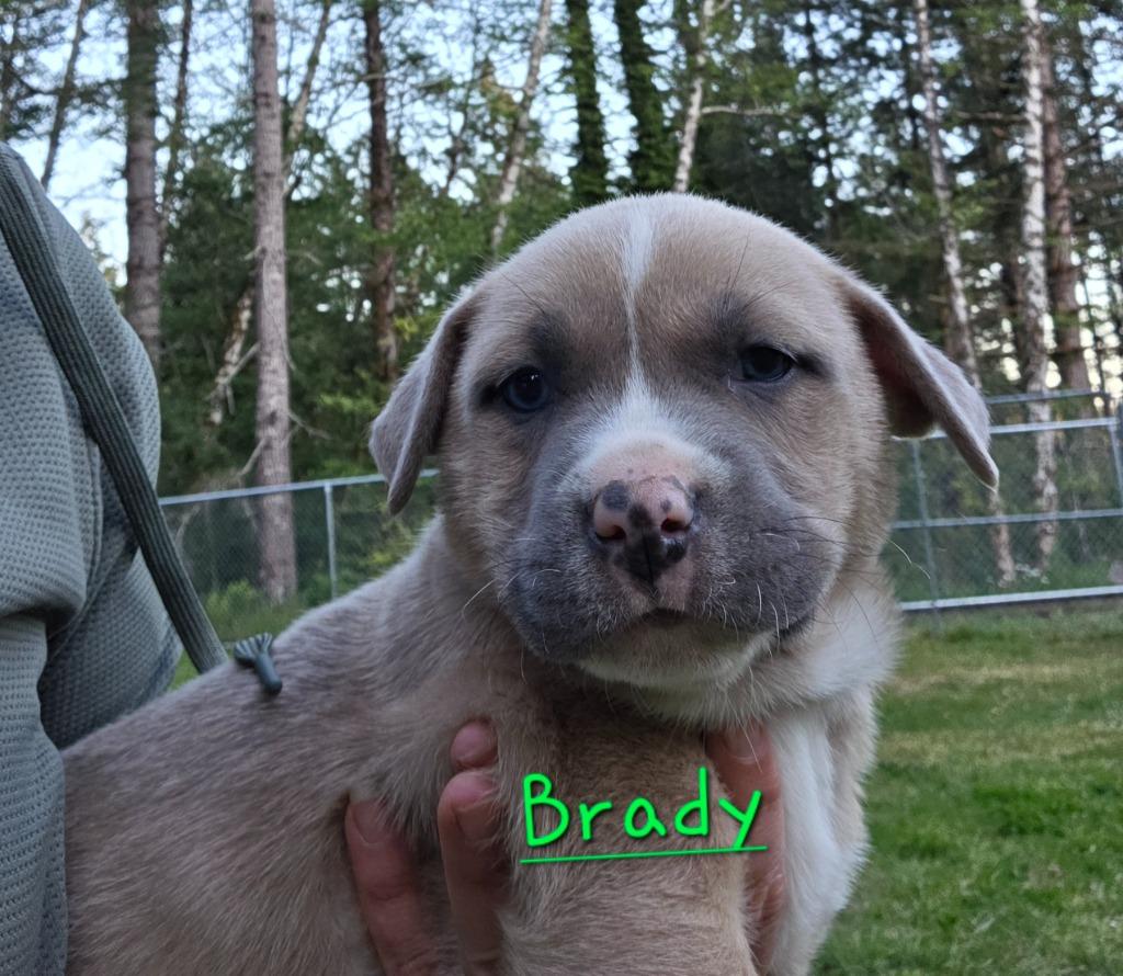 Brady, Adoptable, Puppy Male Pit Bull Terrier & Catahoula Leopard Dog.