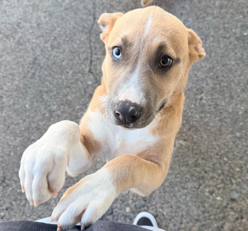 Enlarge Brady, a Adoptable mixed breed in Brookings, OR image 2/3