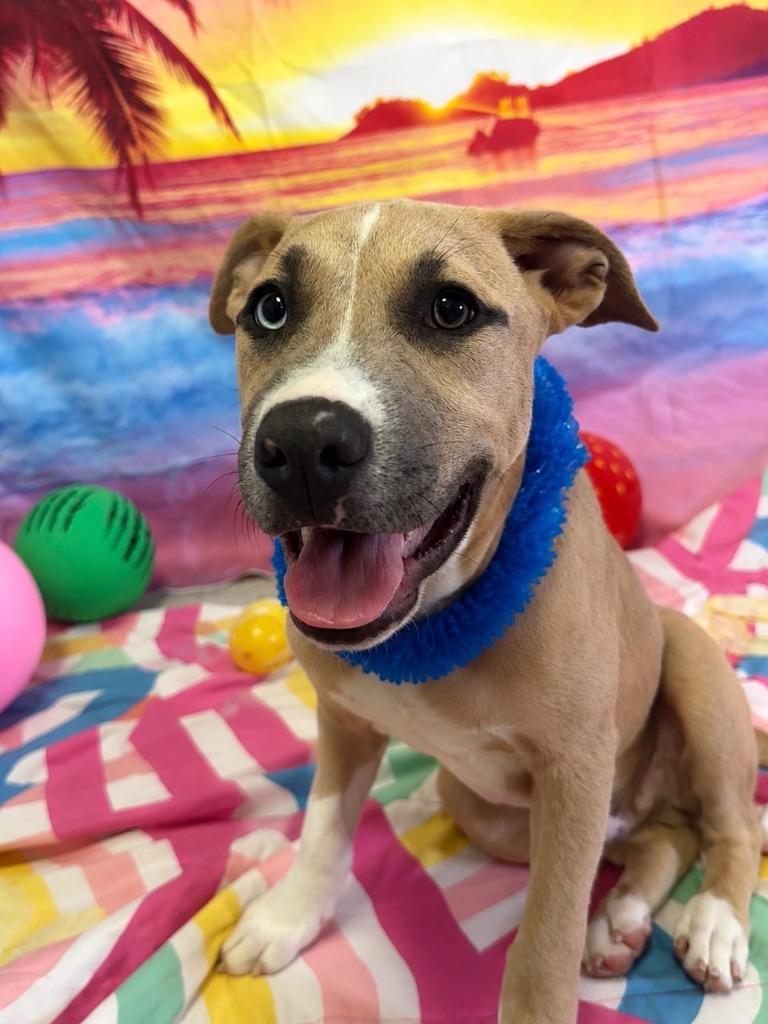 Enlarge Brady, a Adoptable mixed breed in Brookings, OR image 3/3
