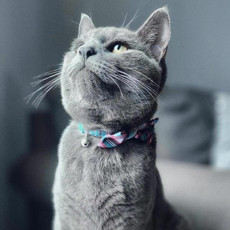 Clarence, Adult Male Domestic Short Hair