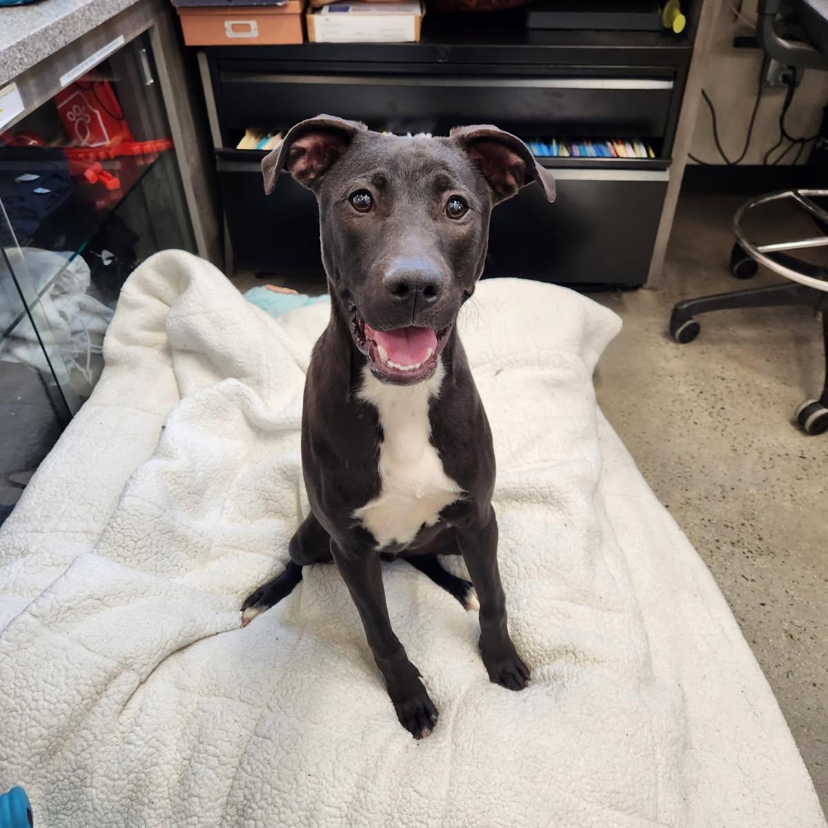 Enlarge Nico, a Adoptable mixed breed in New Rochelle, NY image 3/4