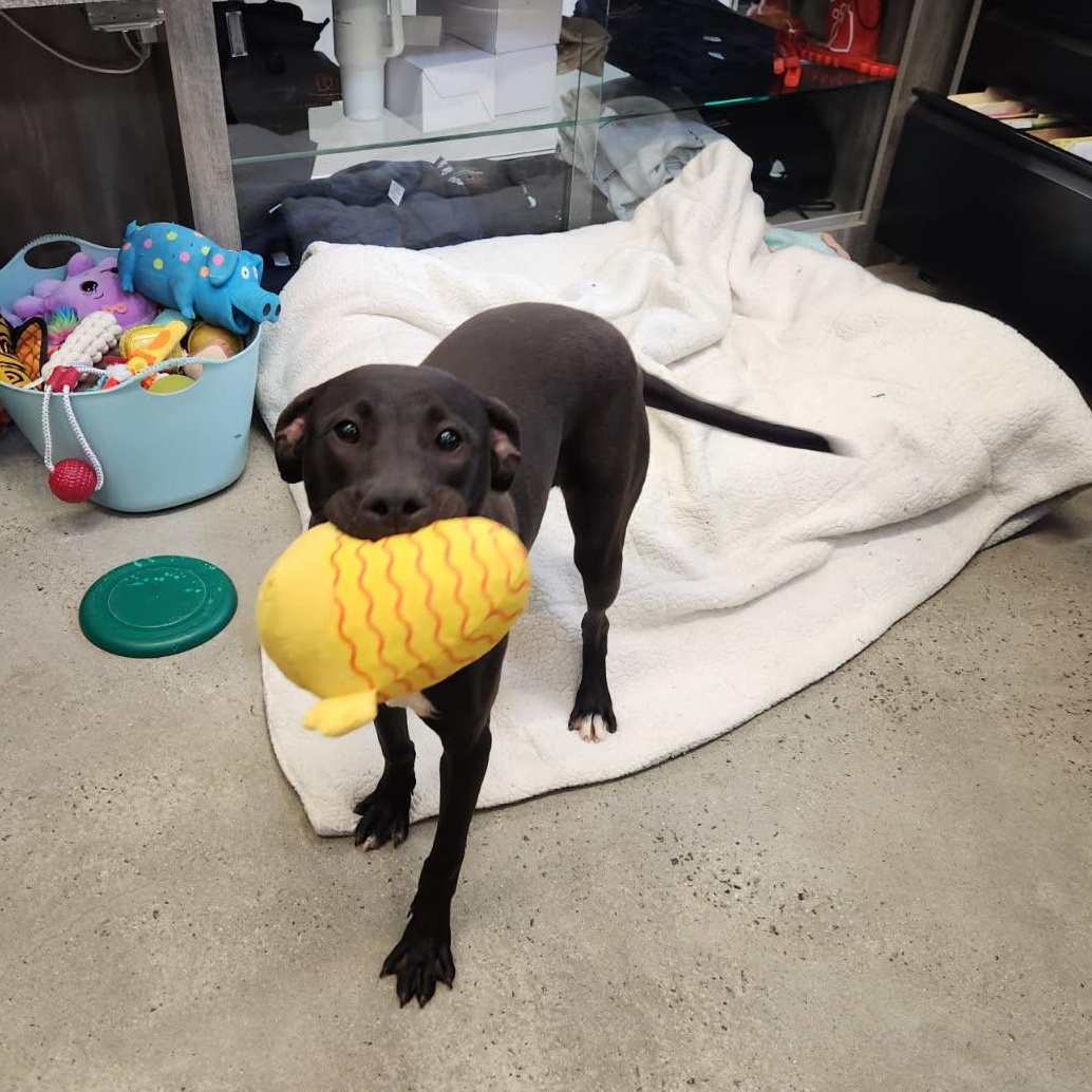 Enlarge Nico, a Adoptable mixed breed in New Rochelle, NY image 2/4