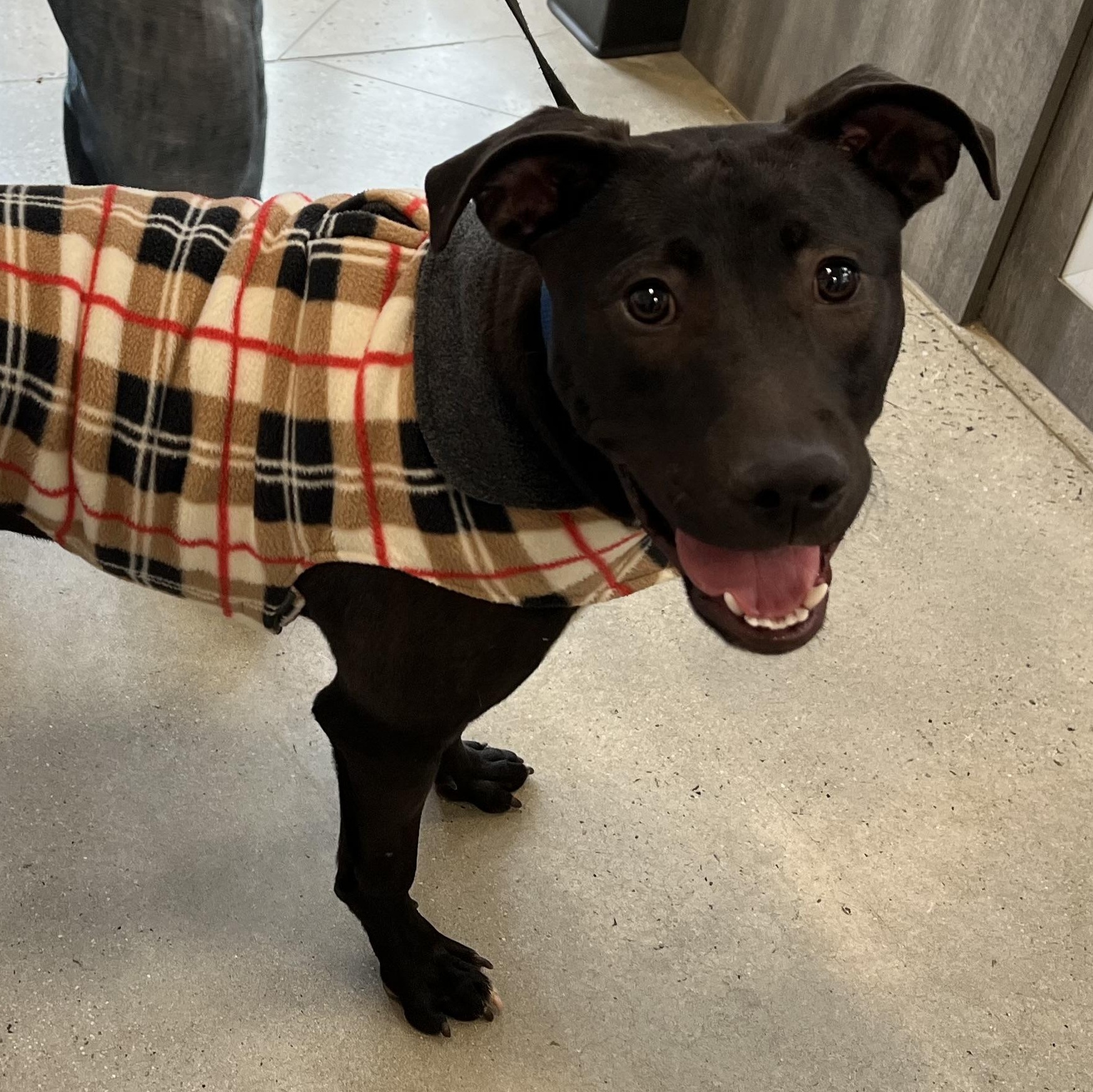 Enlarge Nico, a Adoptable mixed breed in New Rochelle, NY image 4/4