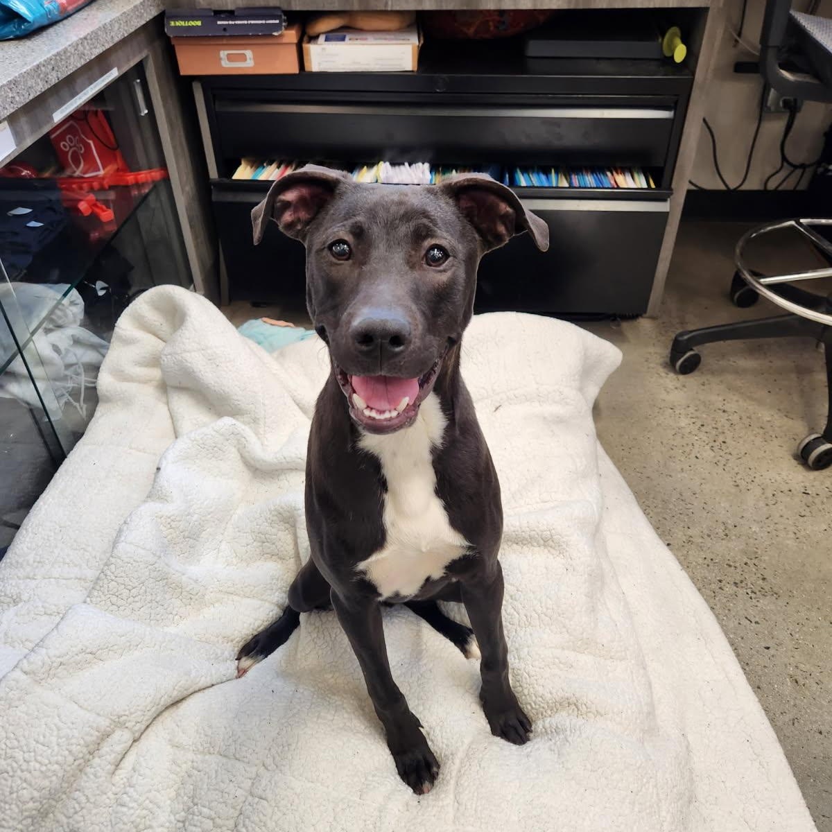 Nico, Adoptable, Young Male Terrier.