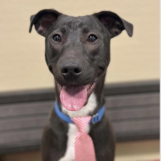 Enlarge Nico, a Adoptable mixed breed in New Rochelle, NY image 2/5