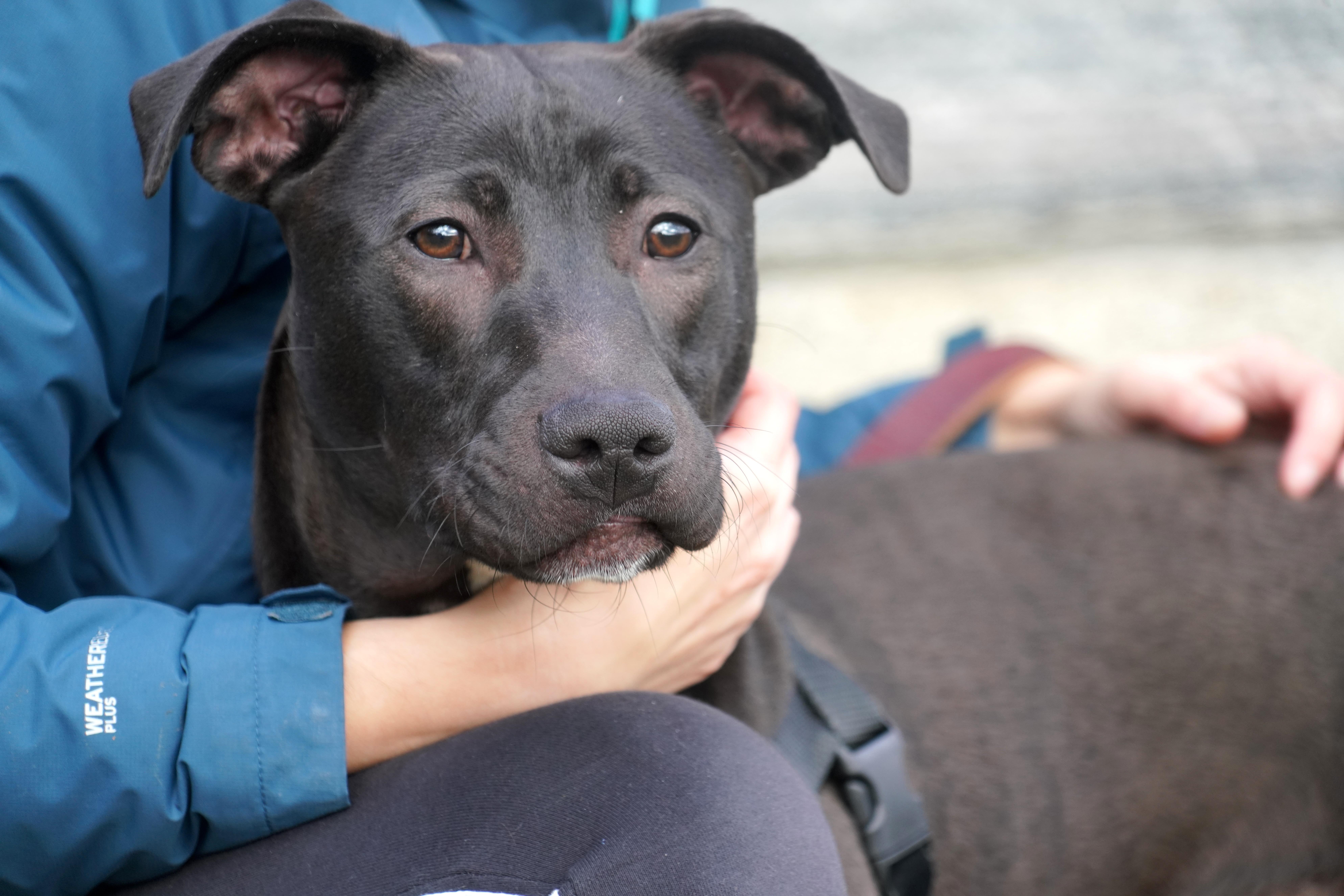 Nico, Adoptable, Young Male Terrier.