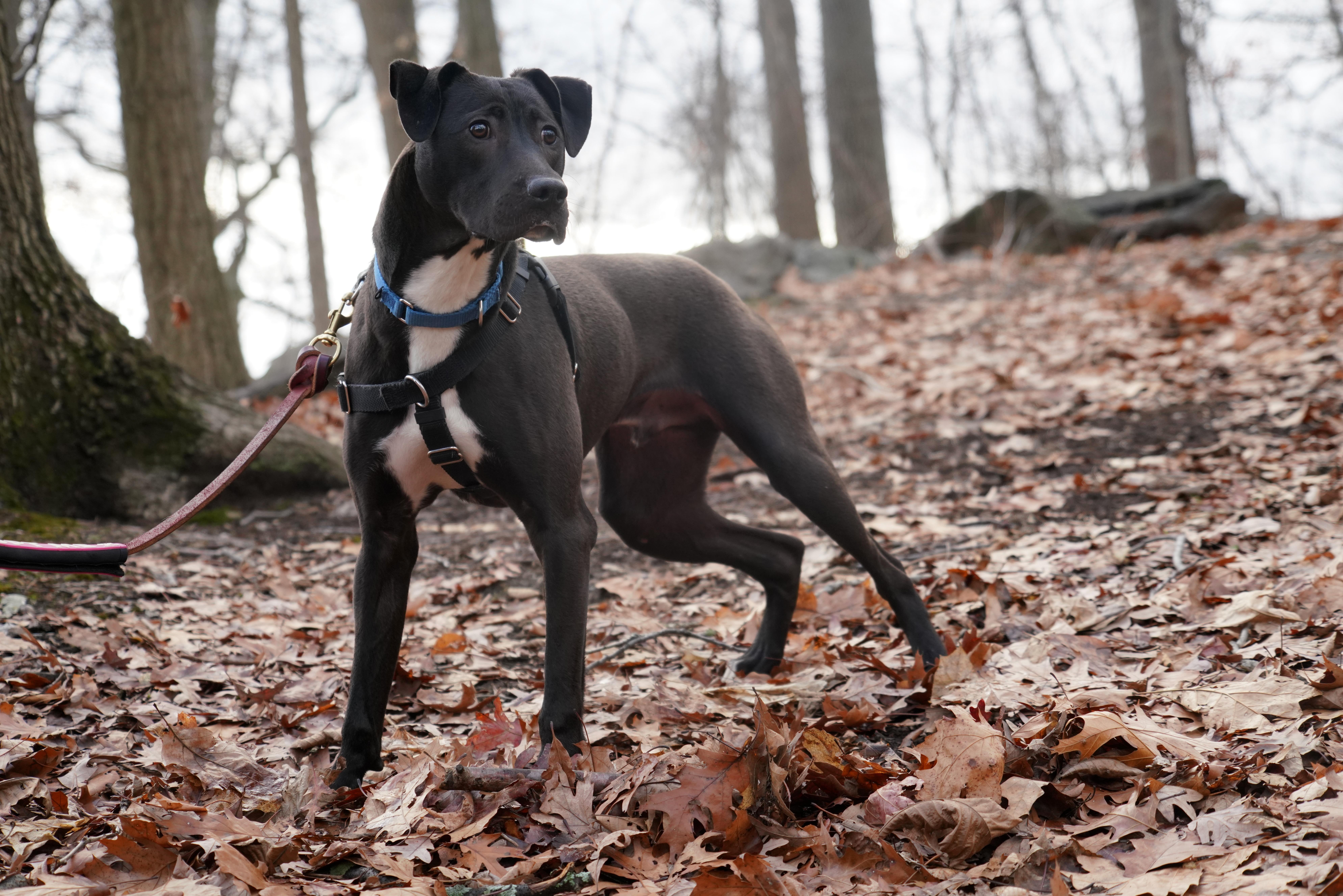Enlarge Nico, a Adoptable mixed breed in New Rochelle, NY image 5/5