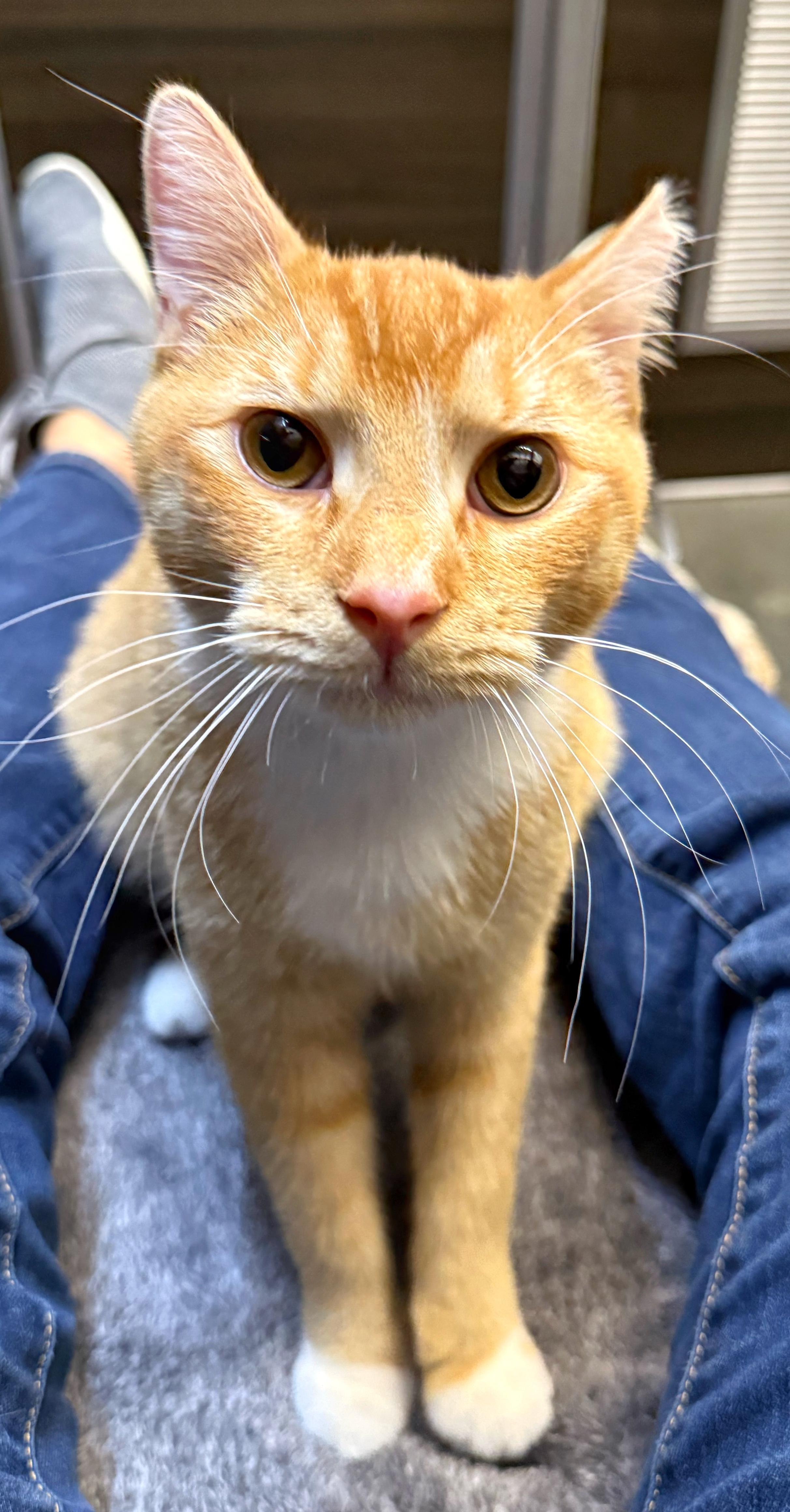 Enlarge Reggie - ADOPTION PENDING!, an adopted mixed breed in Hilton Head Island, SC image 3/4