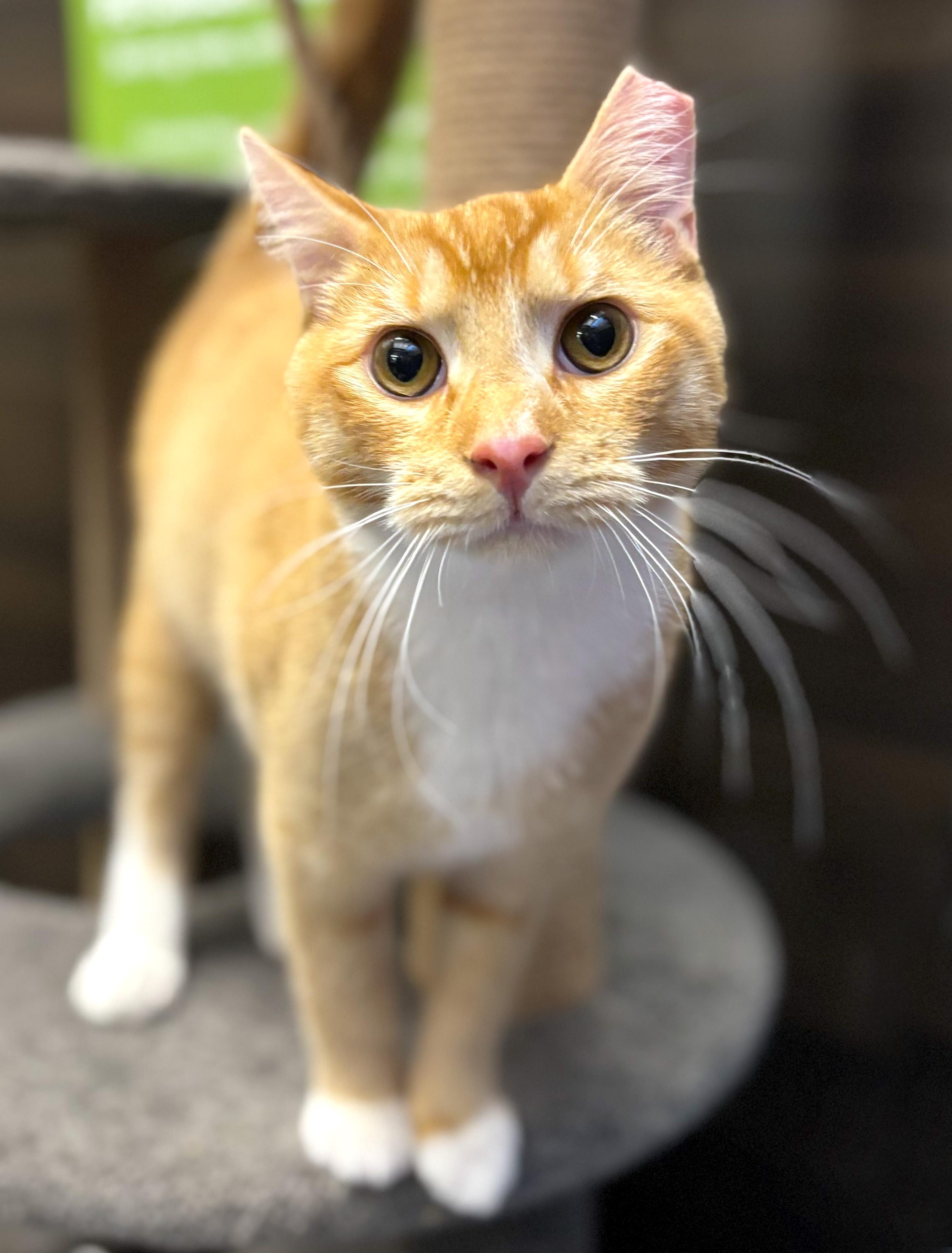 Enlarge Reggie - ADOPTION PENDING!, an adopted mixed breed in Hilton Head Island, SC image 2/4