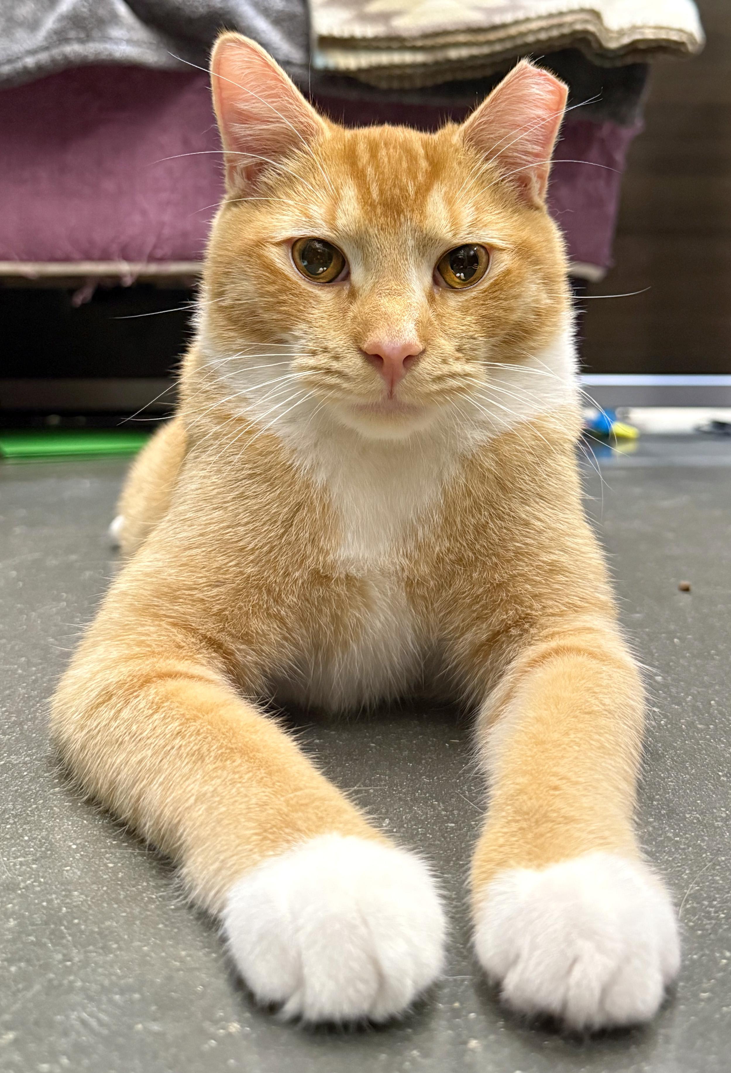 Enlarge Reggie - ADOPTION PENDING!, an adopted mixed breed in Hilton Head Island, SC image 1/4