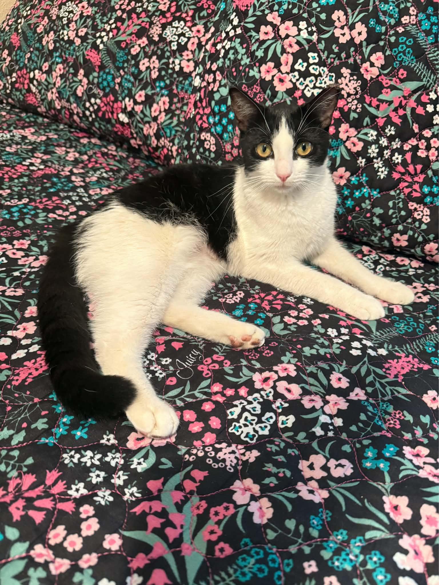 Enlarge Lily, a Adoptable Domestic Short Hair in Rio Linda, CA image 1/6