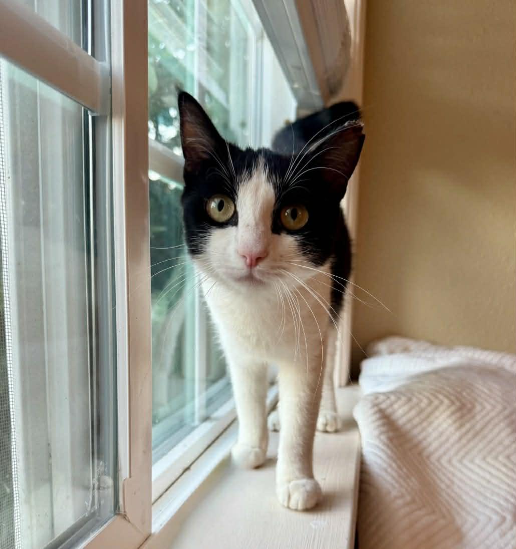 Enlarge Lily, a Adoptable Domestic Short Hair in Rio Linda, CA image 2/6