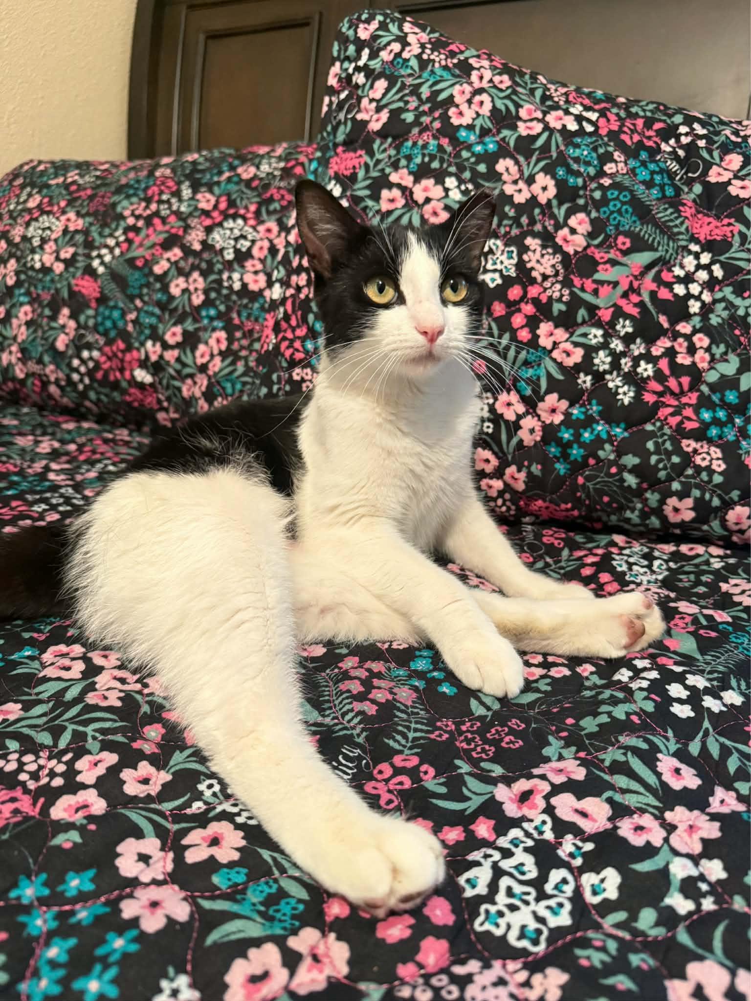 Enlarge Lily, a Adoptable Domestic Short Hair in Rio Linda, CA image 3/6