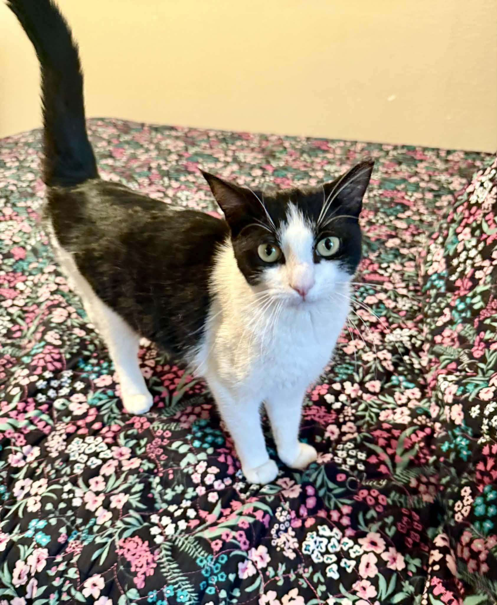 Enlarge Lily, a Adoptable Domestic Short Hair in Rio Linda, CA image 4/6