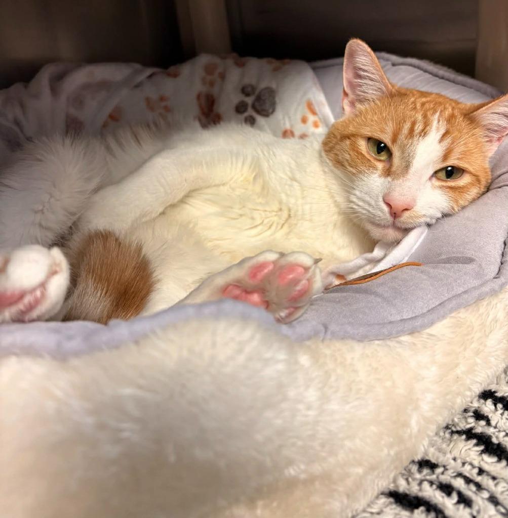 Pixie, Adoptable, Adult Male Domestic Short Hair.