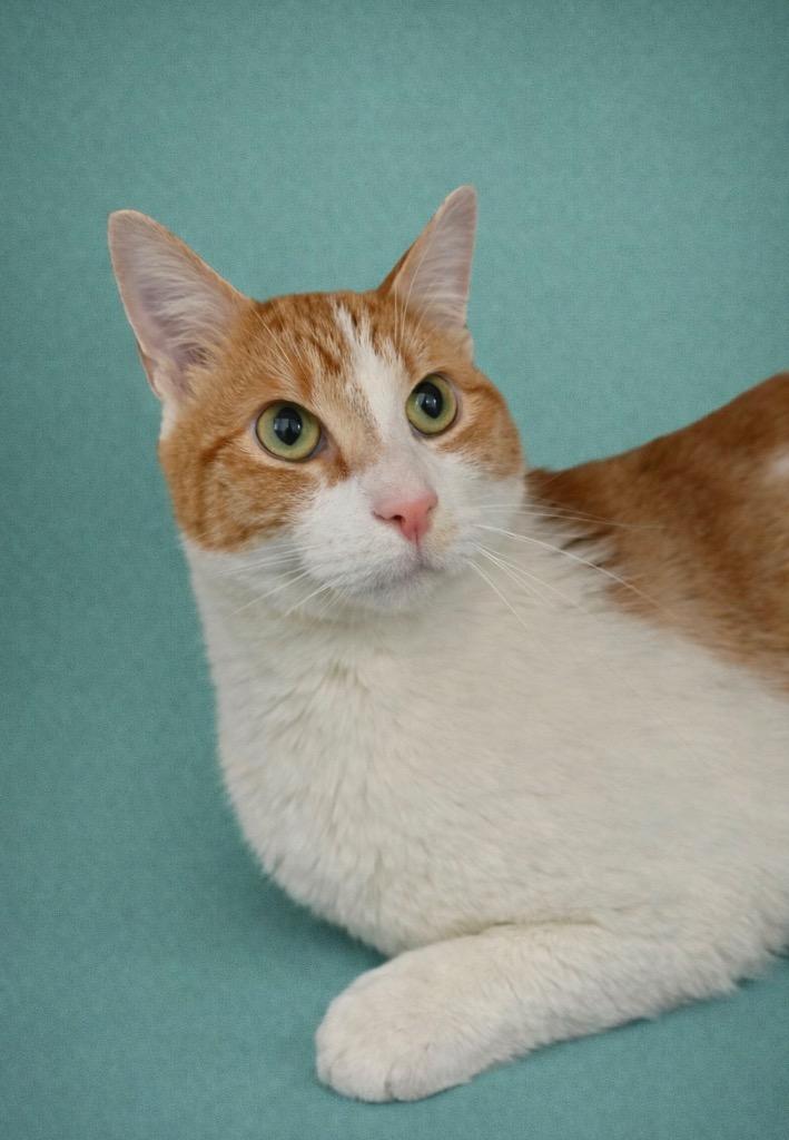 Pixie, a Adoptable mixed breed in Detroit, MI image 2/4