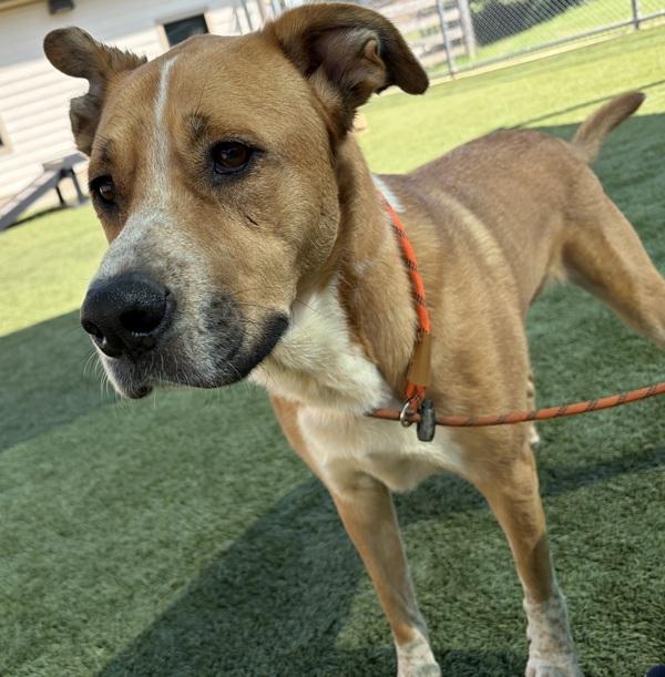 Amber, Adoptable, Adult Female Shepherd & Great Pyrenees.