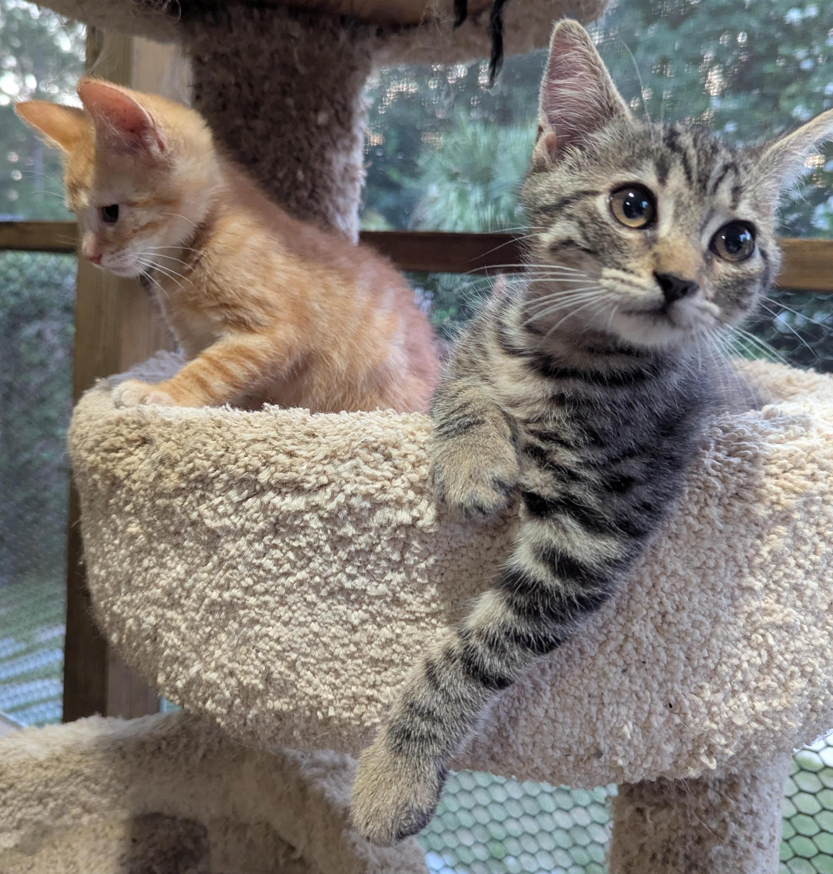 Enlarge Zoot, a Adopted Tiger in Jamaica Plain, MA image 1/2