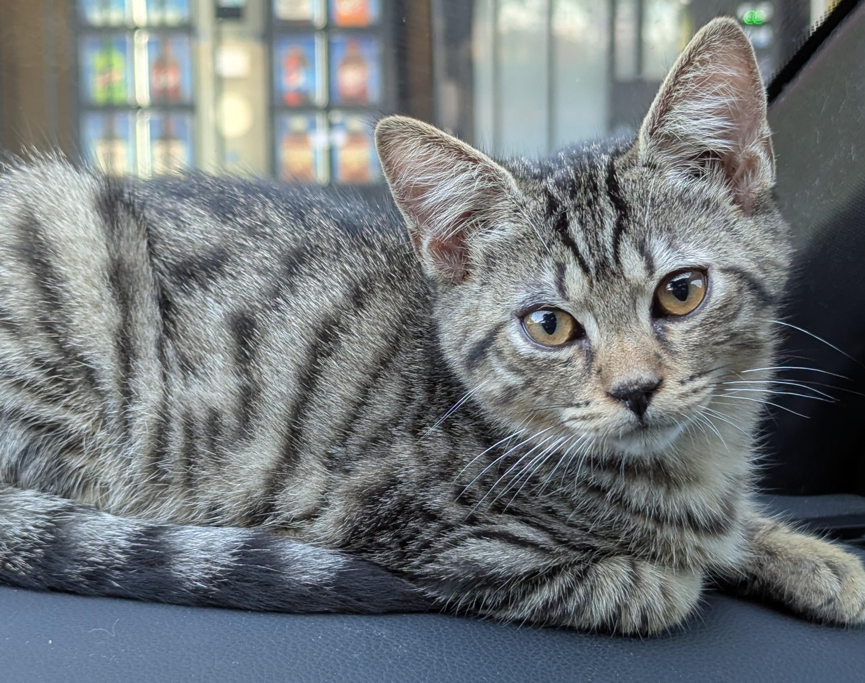 Enlarge Zoot, a Adopted Tiger in Jamaica Plain, MA image 2/2